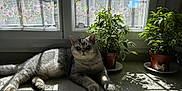 Volt a rejoint le concours — aidez-le/la à gagner de superbes lots ! cat, gray_tabby, windowsill, sunlight, shadow, potted_plant, leaf, lace_curtain, flower_pattern, indoor, relaxing, pet, feline, home, natural_light, greenery, quiet, cozy, resting, domestic