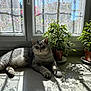 cat, gray_tabby, windowsill, sunlight, shadow, potted_plant, leaf, lace_curtain, flower_pattern, indoor, relaxing, pet, feline, home, natural_light, greenery, quiet, cozy, resting, domestic