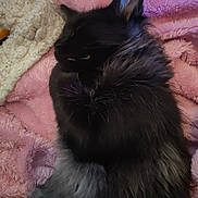 Asher participe au concours pour gagner de l'argent avec cette photo : cat, sleeping, fluffy, black_cat, gray_fur, pet, cozy, blanket, pink_blanket, soft_texture, indoor, resting, cute, animal, fur, closeup, relaxing, domestic_cat, feline, nap