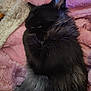 cat, sleeping, fluffy, black_cat, gray_fur, pet, cozy, blanket, pink_blanket, soft_texture, indoor, resting, cute, animal, fur, closeup, relaxing, domestic_cat, feline, nap
