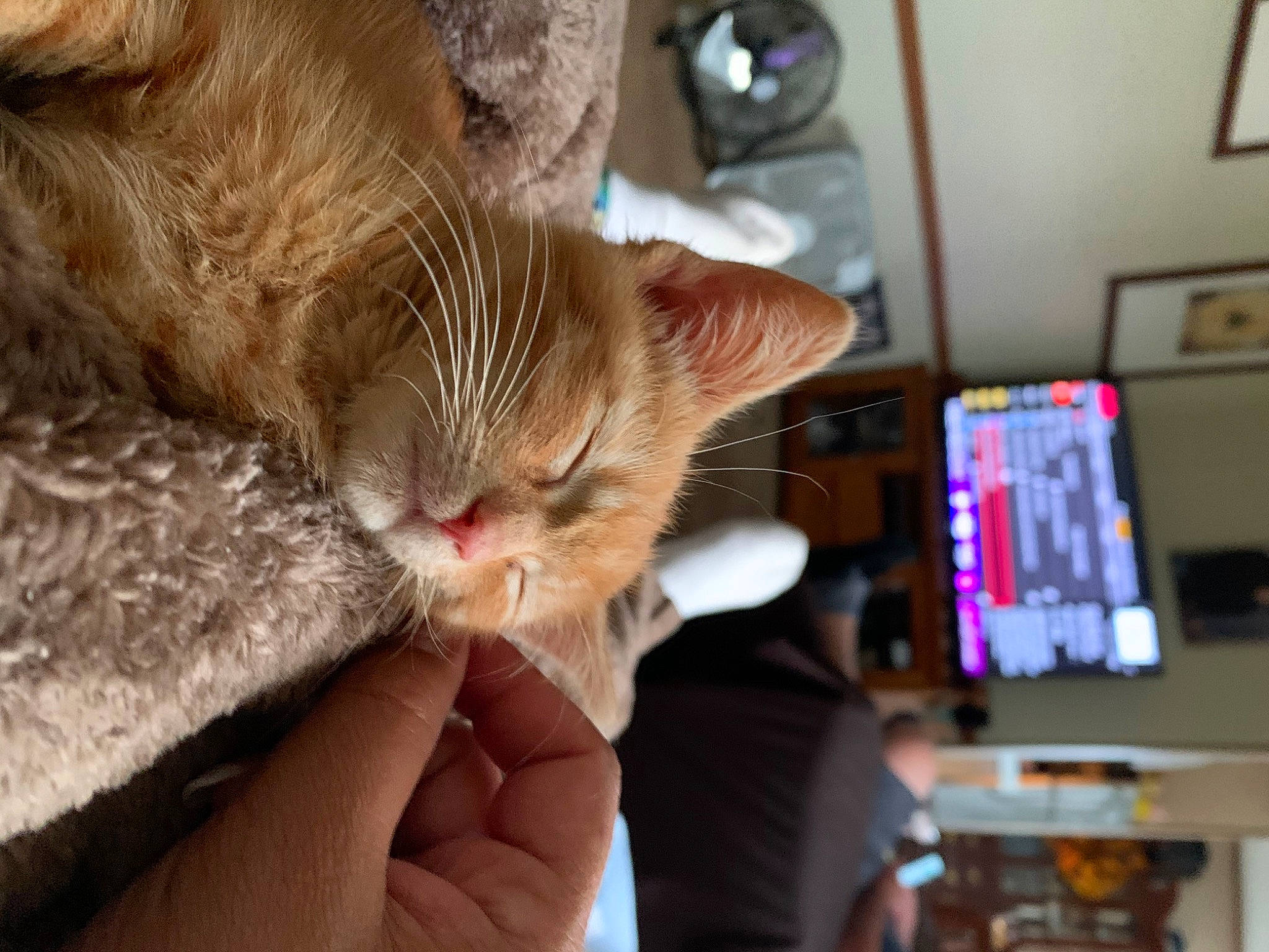 Dewey is registered to the contest to win money with this photo: aegean_cat, asian, carnivore, cat, domestic_short_haired_cat, ear, european_shorthair, fawn, felidae, fur, german_rex, hand, kitten, singapura, small_to_medium_sized_cats, tabby_cat, whiskers