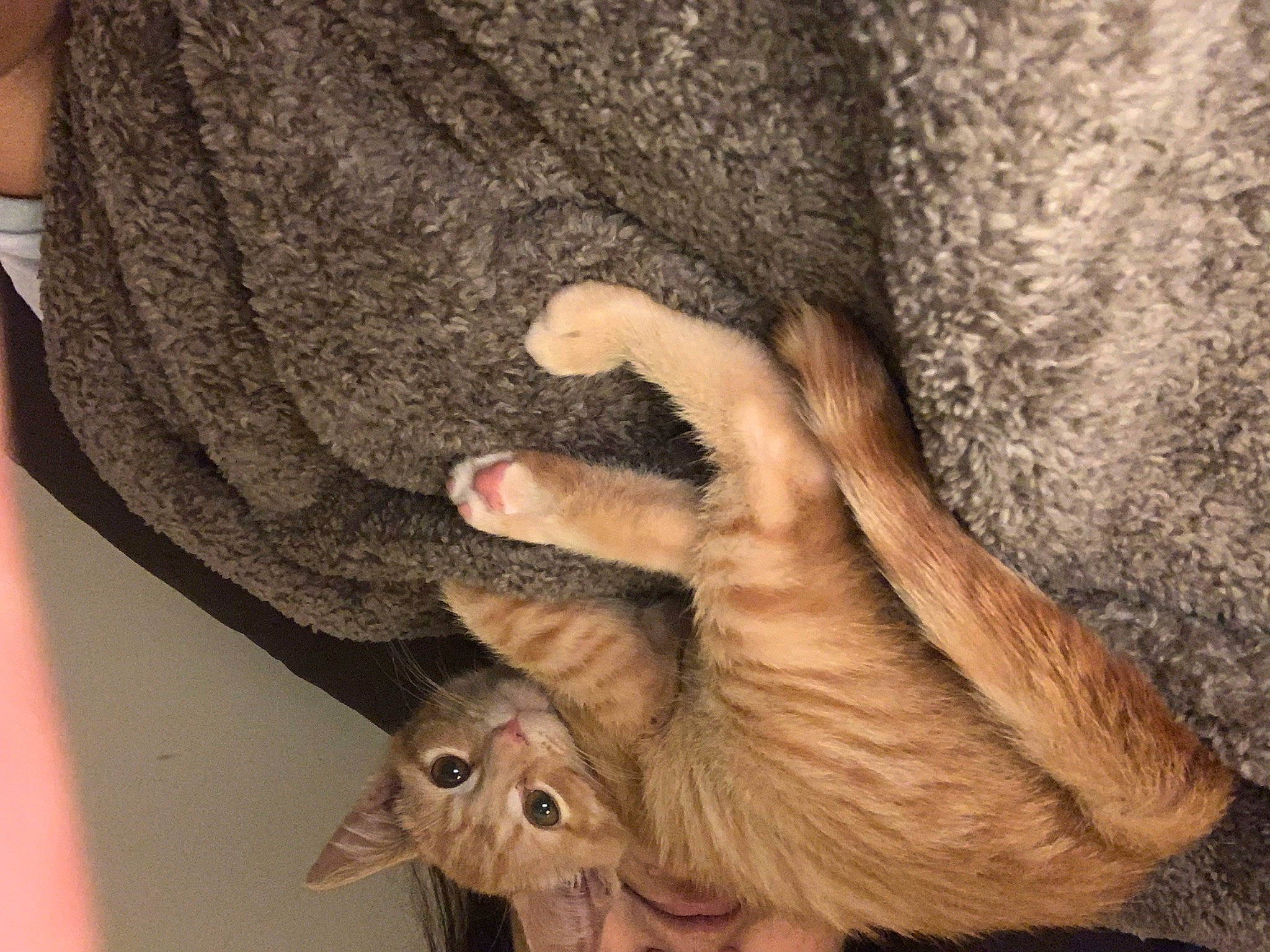 Dewey joined the competition — help win amazing prizes! cat, chinchilla, claw, fawn, felidae, fur, gesture, hand, mammal, tail