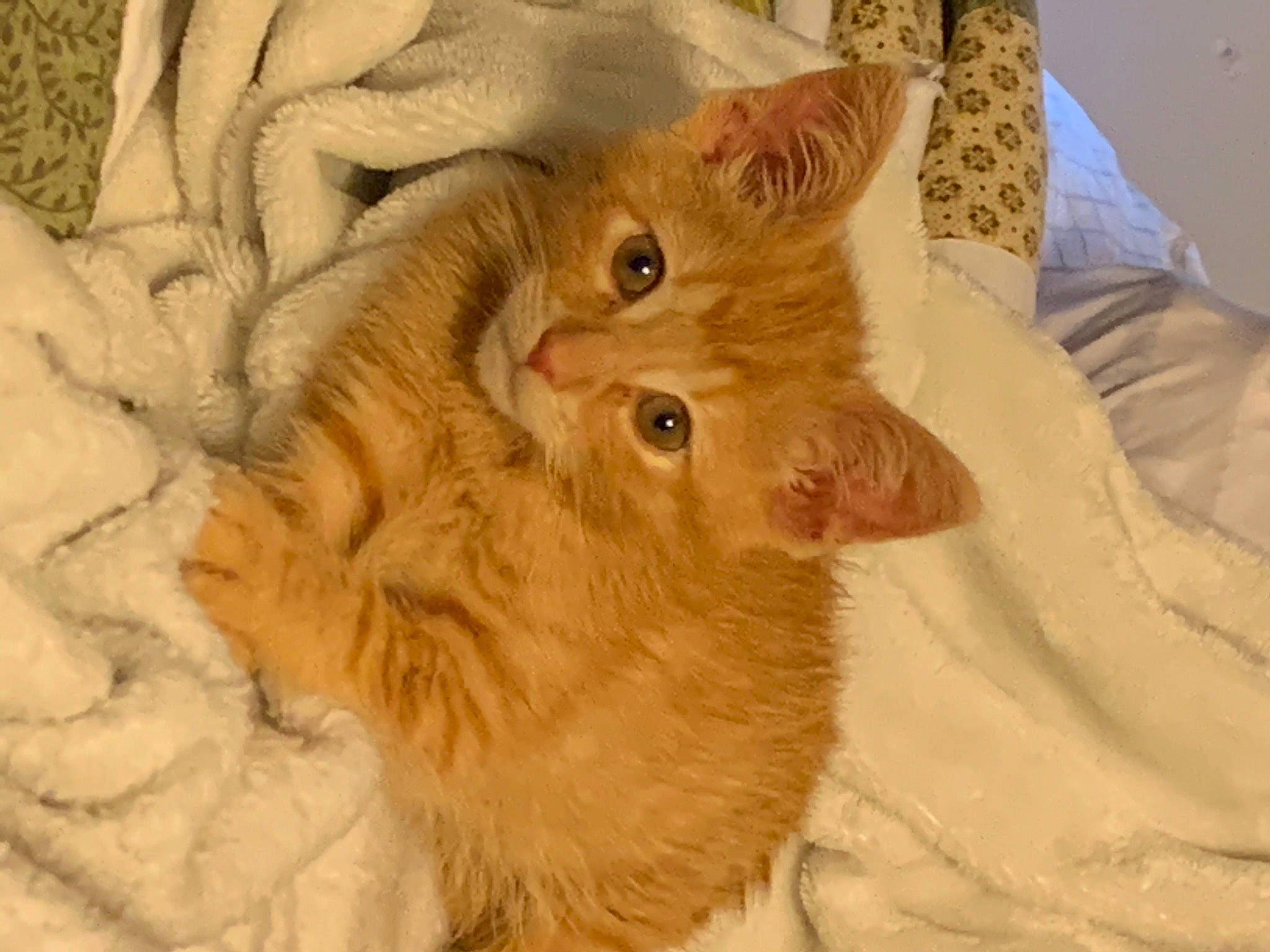 Dewey joined the competition — help win amazing prizes! carnivore, cat, domestic_long_haired_cat, ear, european_shorthair, eye, fawn, felidae, fur, german_rex, kitten, mammal, organ, organism, skin, small_to_medium_sized_cats, snout, somali, tabby_cat, whiskers