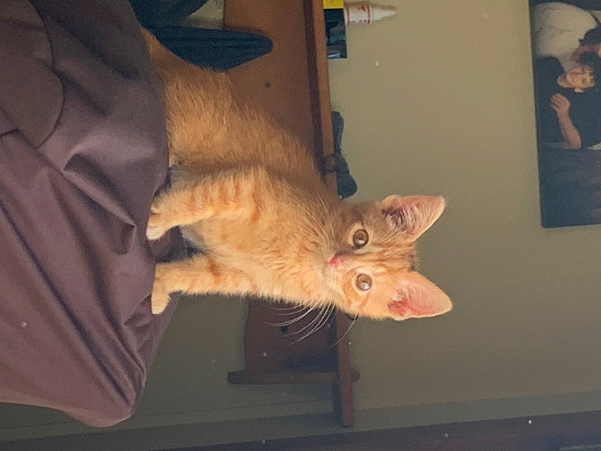 Dewey joined the competition — help win amazing prizes! carnivore, cat, ear, european_shorthair, fawn, felidae, fur, german_rex, kitten, polydactyl_cat, small_to_medium_sized_cats, tail, whiskers