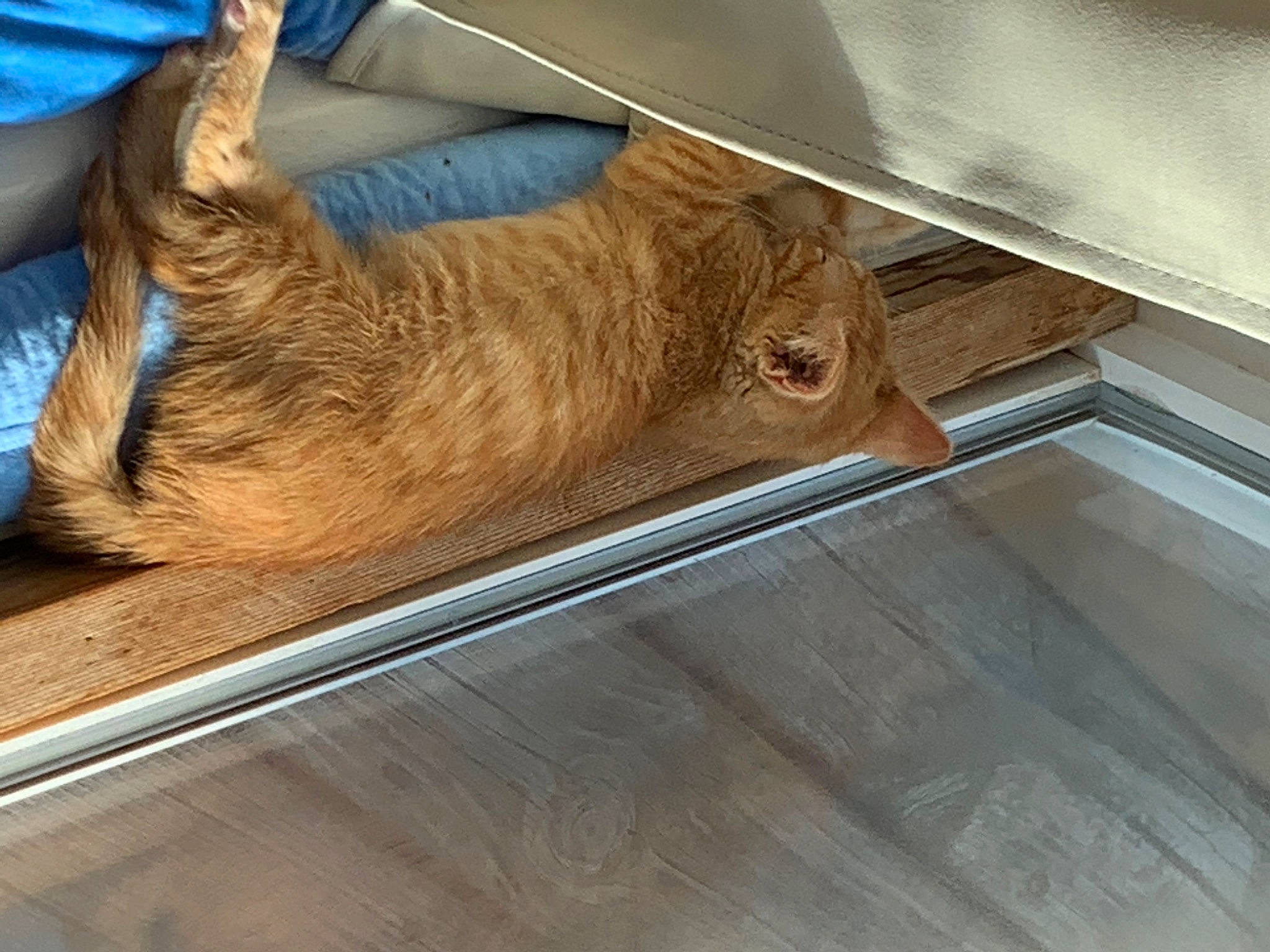 Dewey joined the competition — help win amazing prizes! carnivore, cat, fawn, felidae, floor, flooring, hardwood, small_to_medium_sized_cats, tabby_cat, whiskers, wood