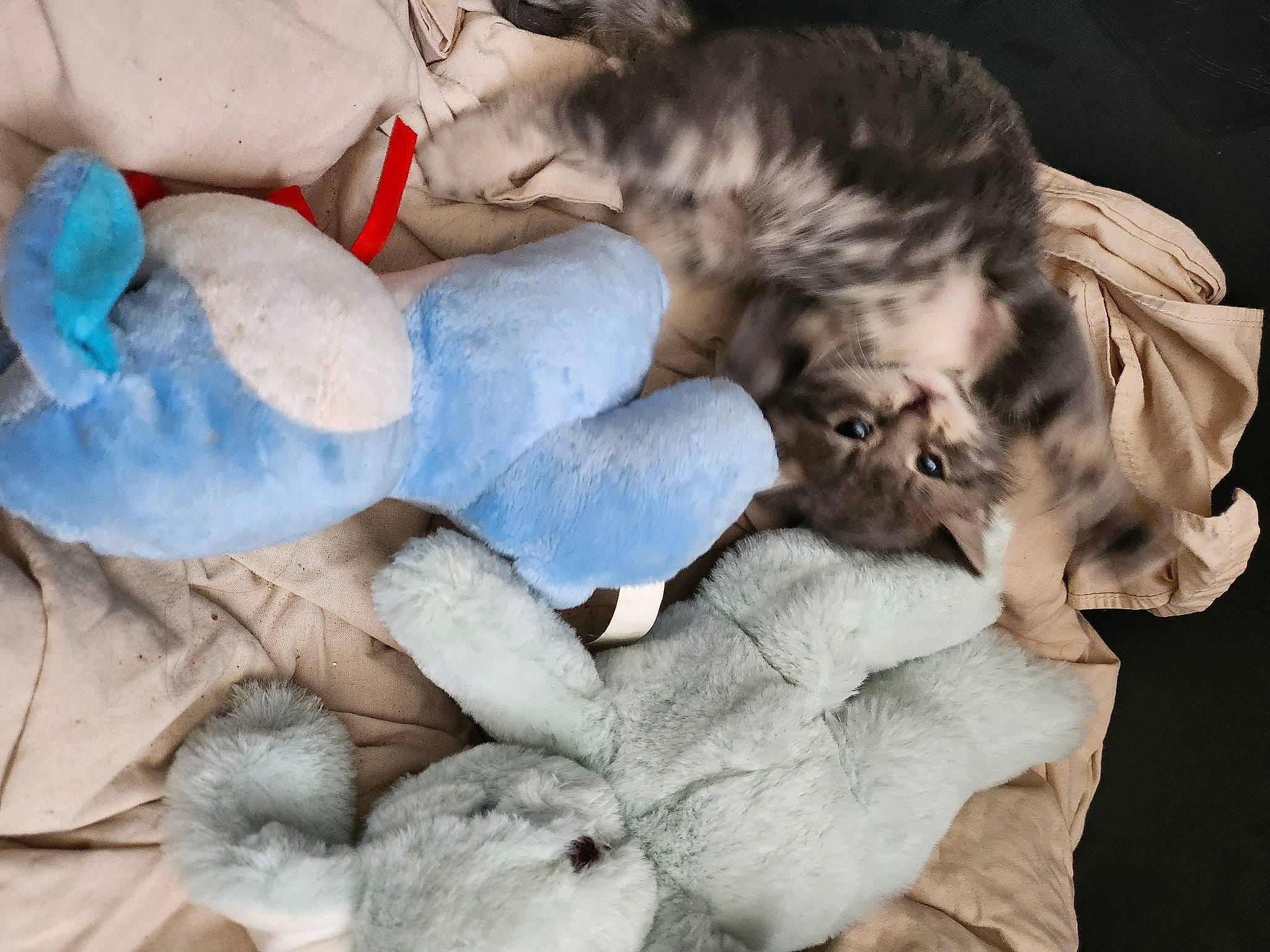 Simba a rejoint le concours — aidez-le/la à gagner de superbes lots ! carnivore, cat, child, comfort, companion_dog, domestic_short_haired_cat, fawn, felidae, fur, grey, human_leg, lap, mammal, nap, paw, small_to_medium_sized_cats, tail, textile, vertebrate, whiskers