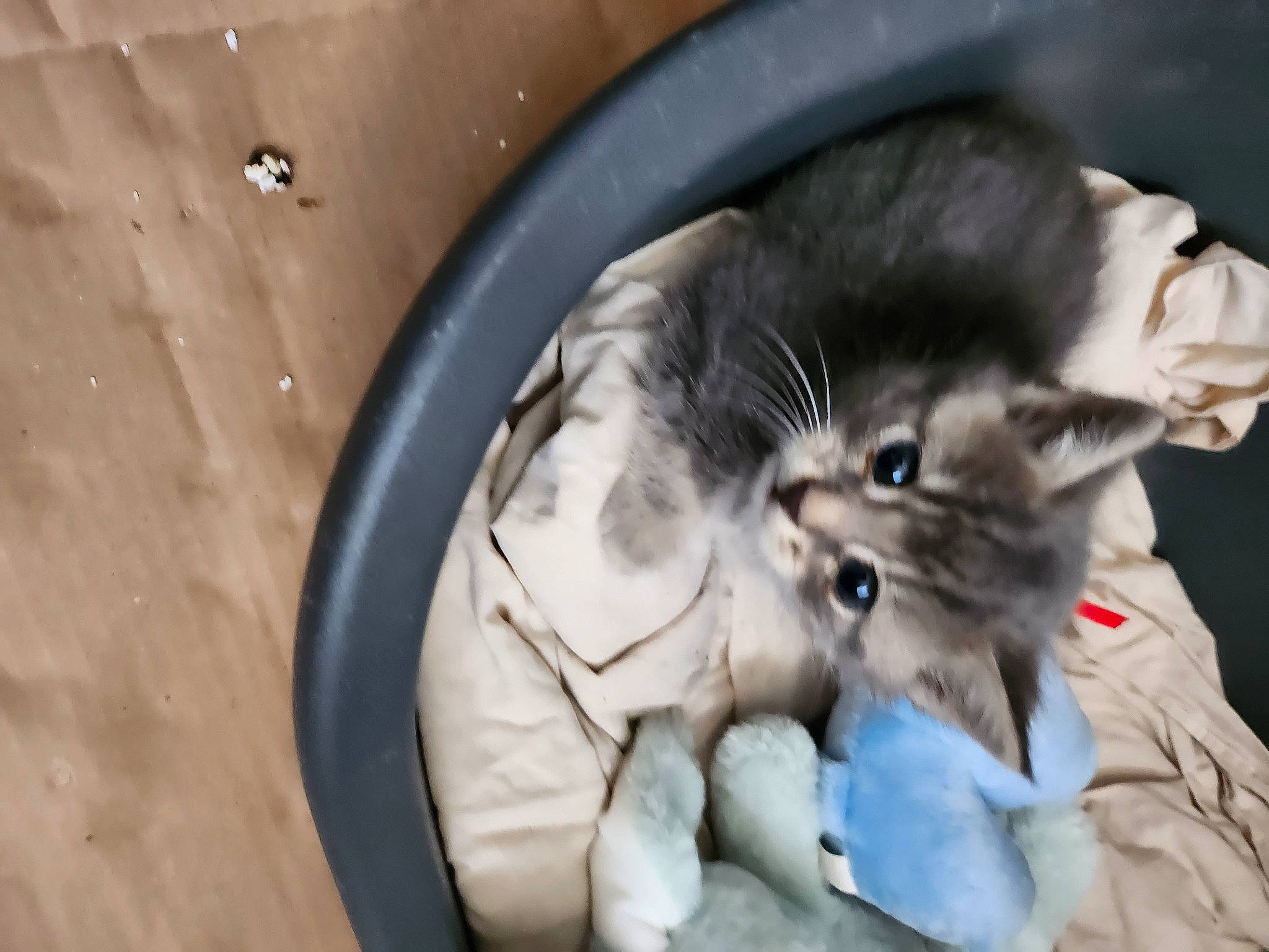 Simba a rejoint le concours — aidez-le/la à gagner de superbes lots ! automotive_tire, canidae, carnivore, cat, child, circle, comfort, domestic_short_haired_cat, felidae, fur, gesture, jaw, nap, paw, sitting, small_to_medium_sized_cats, sporting_group, tail, toy, whiskers