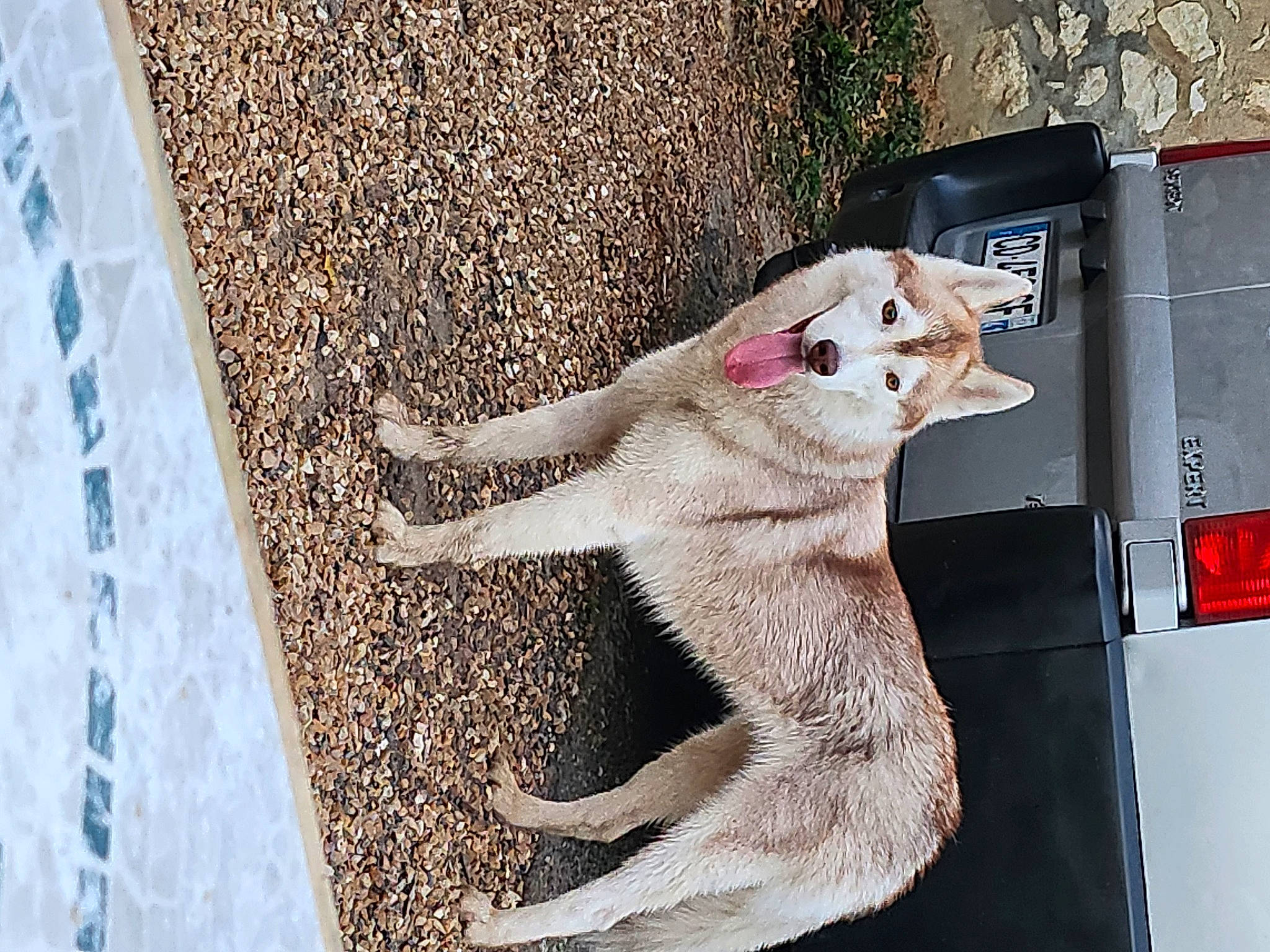 Nala participe au concours pour gagner de l'argent avec cette photo : art, carnivore, companion_dog, dog_breed, domestic_short_haired_cat, fawn, felidae, foot, fur, gas, metal, paw, rectangle, sitting, small_to_medium_sized_cats, tail, vehicle, vehicle_door, whiskers, wood