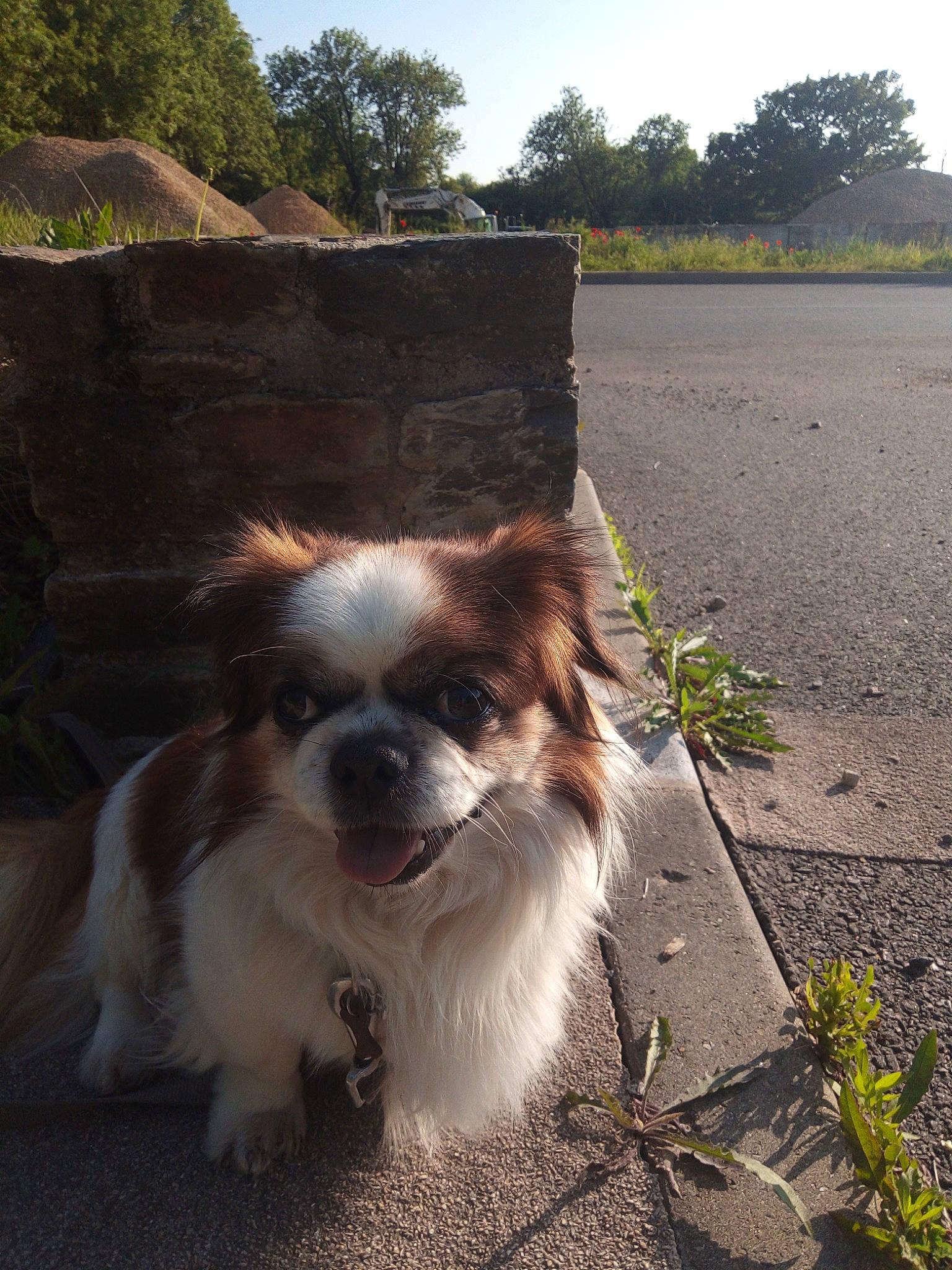 Hilo a rejoint le concours — aidez-le/la à gagner de superbes lots ! asphalt, canidae, carnivore, companion_dog, dog, dog_breed, fawn, fur, grass, liver, papillon, plant, road, road_surface, sky, snout, sporting_group, toy_dog, tree, whiskers