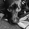 animal, black_and_white, black_dog, canine, close_up, companion, couch, cozy, dog, expression, fabric, fur, home, indoors, looking_up, lying_down, monochrome, pet, portrait, resting