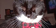 Merlin joined the competition — help win amazing prizes! cat, black_and_white, bow_tie, close_up, indoor, pet, whiskers, feline, portrait, animal, cute, sleepy, domestic, mammal, face, collar, furry, whisker, tabby, resting