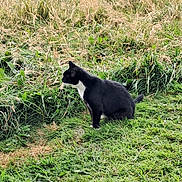 Merlin joined the competition — help win amazing prizes! cat, black_and_white_cat, grass, wild_grass, outdoor, animal, nature, pets, sitting, side_view, greenery, field, curious, feline, mammal, daylight, plant, quiet, serene, countryside