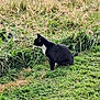 cat, black_and_white_cat, grass, wild_grass, outdoor, animal, nature, pets, sitting, side_view, greenery, field, curious, feline, mammal, daylight, plant, quiet, serene, countryside