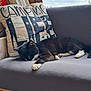Merlin is registered to the contest to win money with this photo: cat, sleeping, black_and_white_cat, cushion, pillow, text, camping, bench, indoor, relaxing, feline, pet, wood, gray_cushion, cozy, resting, whiskers, paw, window, cloudy_sky