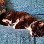 Merlin joined the competition — help win amazing prizes! cat, sleeping, black_and_white, couch, blue, pillow, decorative_pillow, indoor, pet, feline, resting, fur, whiskers, closeup, cozy, relaxed, home, animal, domestic_cat, texture