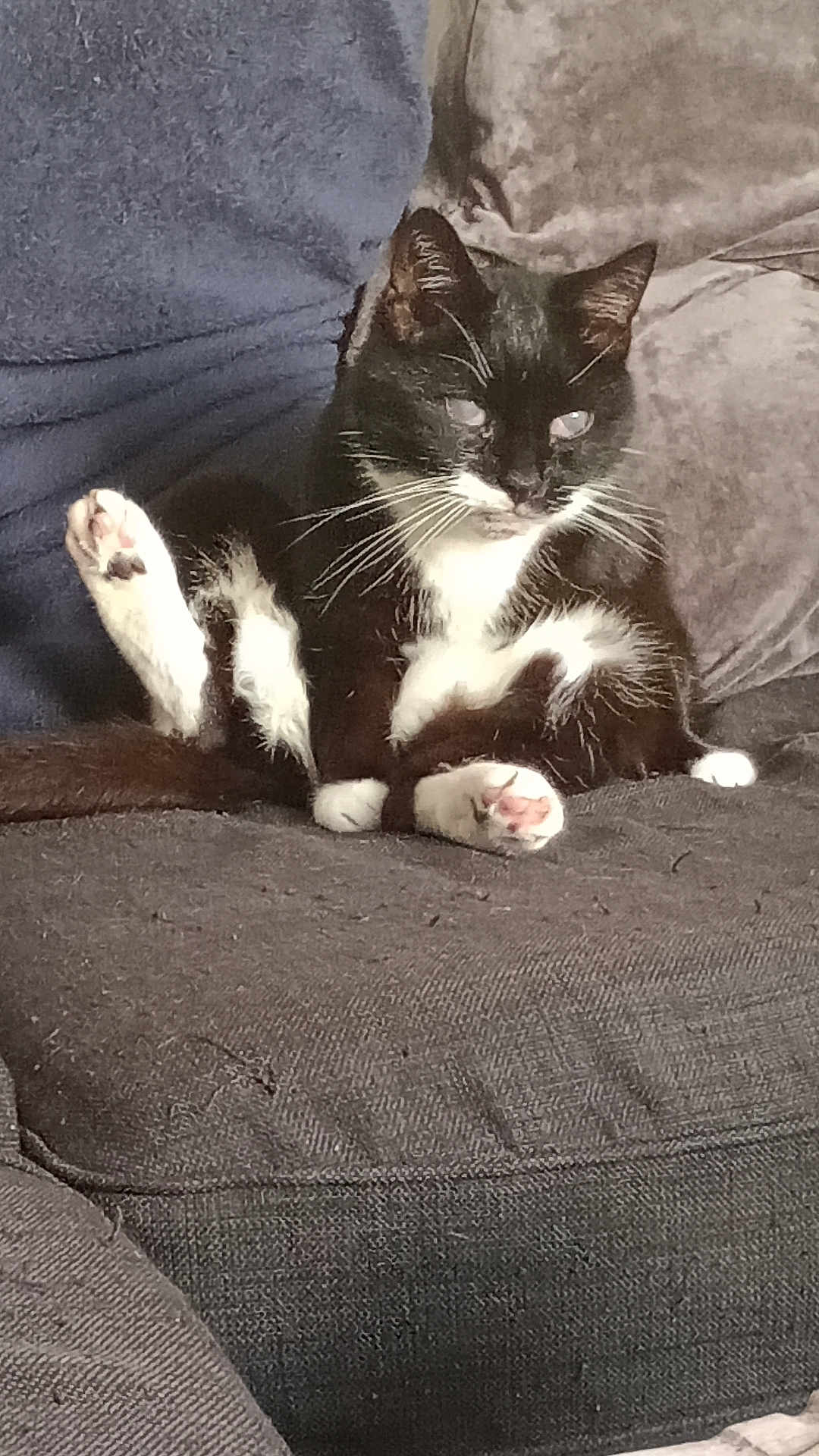 Merlin