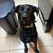 King is registered to the contest to win money with this photo: animal, appliance, black_dog, brown_eyes, canine, collar, dog, domestic, ears, floor, fur, indoor, kitchen, looking_up, pet, portrait, snout, tile_floor, trash_bin, waiting