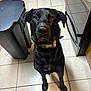 animal, appliance, black_dog, brown_eyes, canine, collar, dog, domestic, ears, floor, fur, indoor, kitchen, looking_up, pet, portrait, snout, tile_floor, trash_bin, waiting