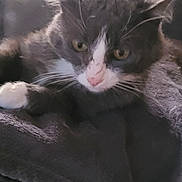 Grisou a rejoint le concours — aidez-le/la à gagner de superbes lots ! cat, gray_cat, white_cat, pet, indoor, blanket, cushion, feline, animal, fur, whiskers, ears, face, resting, close_up, cozy, home, soft_texture, relaxed, sleepy