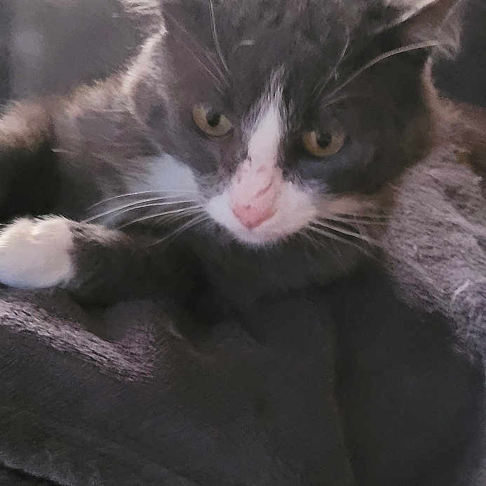 Grisou a rejoint le concours — aidez-le/la à gagner de superbes lots ! animal, blanket, cat, close_up, cozy, cushion, ears, face, feline, fur, gray_cat, home, indoor, pet, relaxed, resting, sleepy, soft_texture, whiskers, white_cat