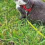 Grisou a rejoint le concours — aidez-le/la à gagner de superbes lots ! cat, gray_cat, white_cat, harness, red_harness, grass, outdoor, pet, animal, nature, field, yellow_eyes, sitting, fur, whiskers, leash, closeup, mammal, alert, daylight