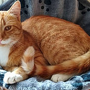 Garfield participe au concours pour gagner de l'argent avec cette photo : aegean_cat, cat, cat_like_mammal, domestic_short_haired_cat, european_shorthair, fauna, fur, kitten, small_to_medium_sized_cats, tabby_cat, whiskers