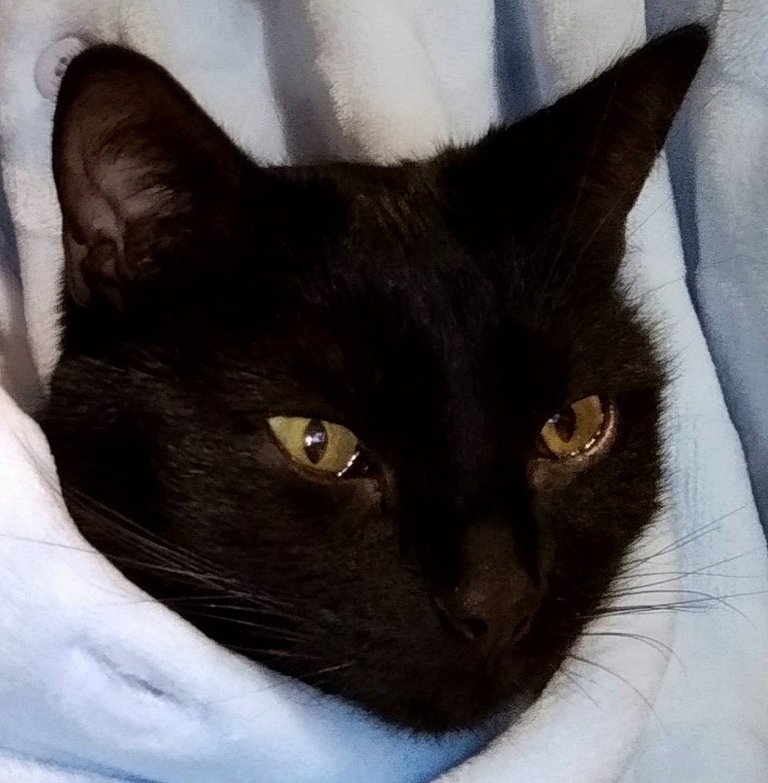 Pimousse a rejoint le concours — aidez-le/la à gagner de superbes lots ! asian, black, black_and_white, black_cat, bombay, burmese, carnivore, cat, domestic_short_haired_cat, ear, eye, felidae, fur, havana_brown, mammal, small_to_medium_sized_cats, snout, vertebrate, whiskers