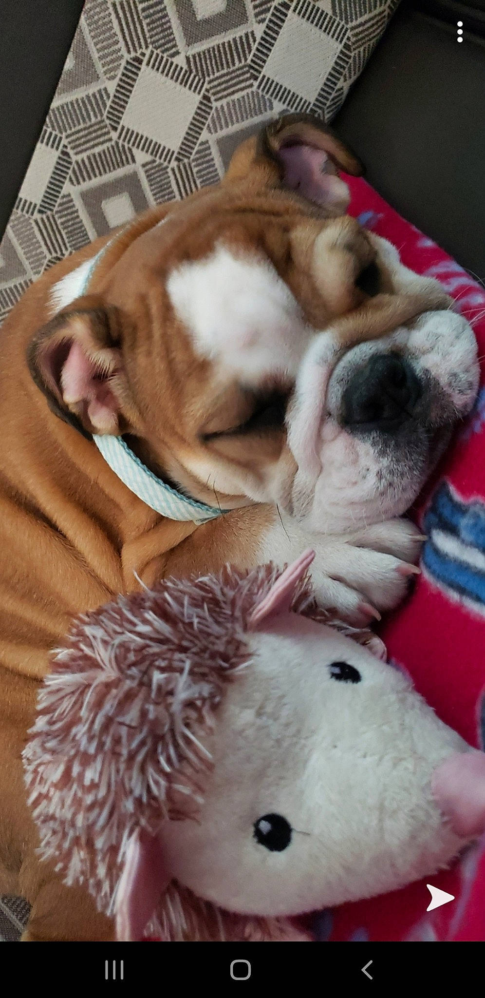 Honey May is registered to the contest to win money with this photo: american_bulldog, australian_bulldog, british_bulldogs, bulldog, canidae, carnivore, companion_dog, dog, dog_breed, fawn, french_bulldog, mammal, non_sporting_group, old_english_bulldog, olde_english_bulldogge, puppy, puppy_love, snout, toy_bulldog, white_english_bulldog