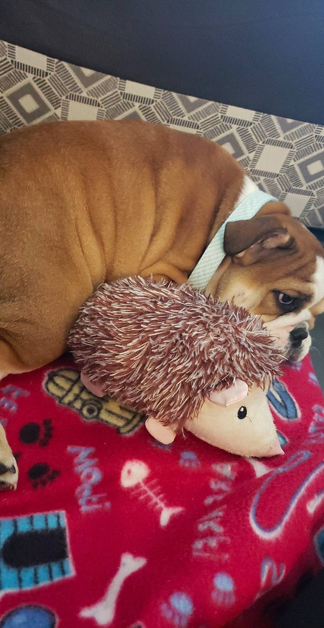 Honey May is registered to the contest to win money with this photo: bulldog, canidae, carnivore, companion_dog, dog, dog_breed, fawn, french_bulldog, mammal, non_sporting_group, pug, puggle, puppy, puppy_love, shih_tzu, snout, sporting_group, toy_dog