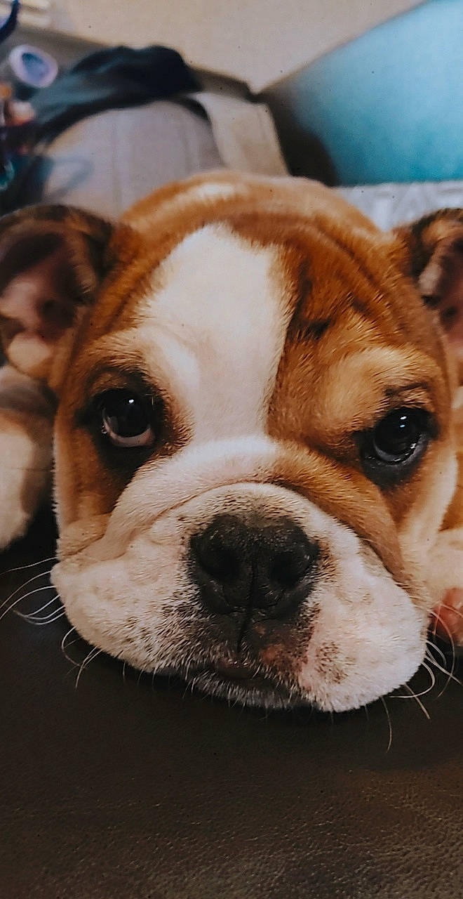 Honey May is registered to the contest to win money with this photo: australian_bulldog, british_bulldogs, bulldog, canidae, carnivore, close_up, companion_dog, dog, dog_breed, eye, mammal, non_sporting_group, nose, old_english_bulldog, olde_english_bulldogge, puppy, skin, snout, toy_bulldog, vertebrate
