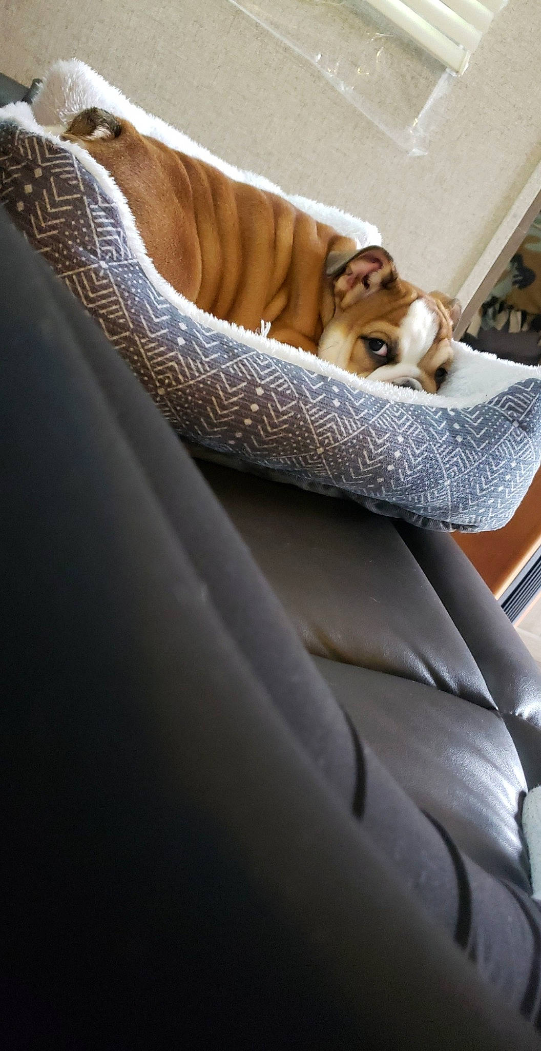 Honey May joined the competition — help win amazing prizes! canidae, carnivore, comfort, couch, dog, dog_breed, fawn, fur, linens, nap, non_sporting_group, puppy, sporting_group, textile