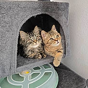 Scooby a rejoint le concours — aidez-le/la à gagner de superbes lots ! cat, kitten, tabby, feline, pet, animal, cute, indoor, cat_condo, fur, whiskers, ears, paws, toy, grey, curious, resting, household, domestic, companion