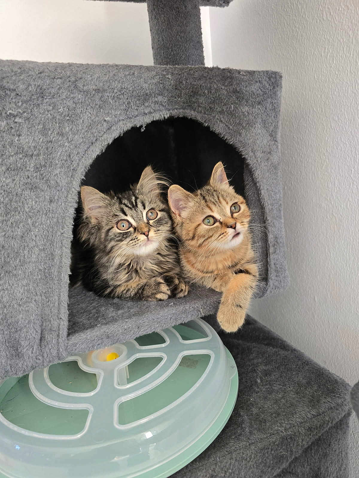 Scooby a rejoint le concours — aidez-le/la à gagner de superbes lots ! cat, kitten, tabby, feline, pet, animal, cute, indoor, cat_condo, fur, whiskers, ears, paws, toy, grey, curious, resting, household, domestic, companion