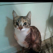 Katniss is registered to the contest to win money with this photo: baseboard, big_eyes, cat, close_up, domestic, ears, floor, fur, indoor, looking_at_camera, paws, pet, portrait, shadow, sitting, tabby_cat, tile_floor, vent, wall, whiskers