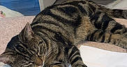 Tigger is registered to the contest to win money with this photo: animal, blanket, cat, clutter, cozy, door, floor, fur, furniture, home, indoor, nap, paw, pet, relaxation, resting, sleeping, soft, striped, tabby_cat