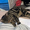 animal, blanket, cat, clutter, cozy, door, floor, fur, furniture, home, indoor, nap, paw, pet, relaxation, resting, sleeping, soft, striped, tabby_cat