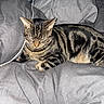 Tigger is registered to the contest to win money with this photo: animal, bed, blanket, cat, charging_cable, cozy, domestic_cat, fur, gray, household, indoor, pet, pillow, relaxed, resting, sleepy, striped, tabby_cat, water_bottle, whiskers