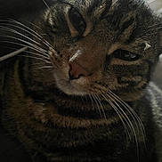 Tigger joined the competition — help win amazing prizes! animal, cat, close_up, cute, dim_lighting, domestic_animal, ears, face, feline, fur, indoor, muzzle, nose, pet, portrait, sleepy, striped, tabby, texture, whiskers