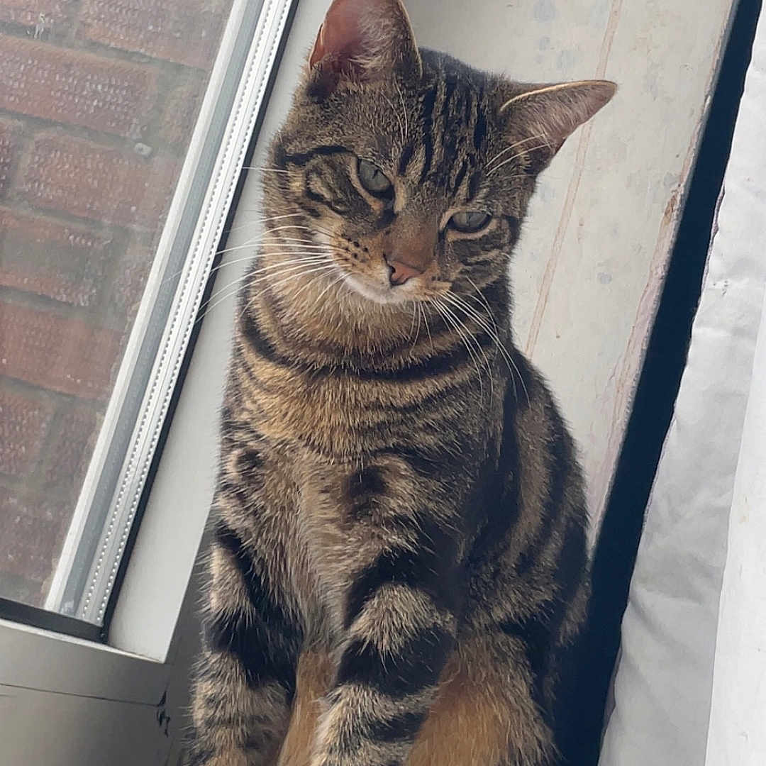 Tigger