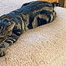 Tigger is registered to the contest to win money with this photo: animal, blanket, cat, cozy, cute, domestic, feline, fur, indoor, lying_down, mammal, nap, paw, pet, relaxed, resting, sleeping, soft, striped, tabby