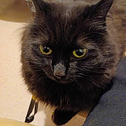 Lola a rejoint le concours — aidez-le/la à gagner de superbes lots ! cat, black_cat, indoor, yellow_eyes, fur, pet, animal, close_up, floor, domestic_cat, whiskers, ears, cute, feline, looking, sitting, household, companion, cozy, curious