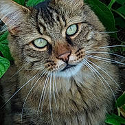 Rumbo participe au concours pour gagner de l'argent avec cette photo : cat, tabby, green_eyes, fluffy, whiskers, ears, fur, nature, leaves, outdoor, animal, pet, closeup, portrait, feline, wildlife, mammal, garden, curious, soft