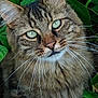 cat, tabby, green_eyes, fluffy, whiskers, ears, fur, nature, leaves, outdoor, animal, pet, closeup, portrait, feline, wildlife, mammal, garden, curious, soft