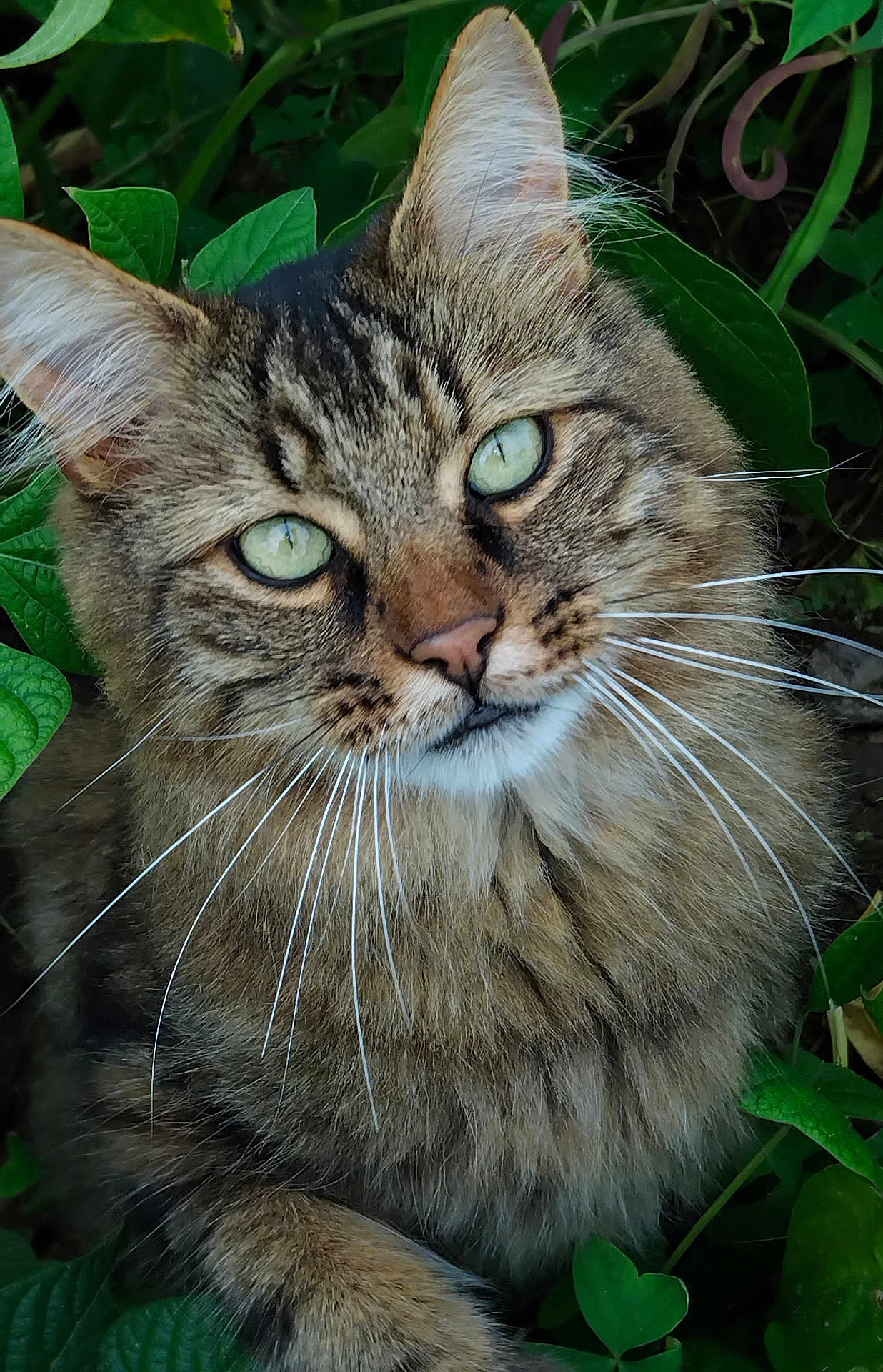 Rumbo participe au concours pour gagner de l'argent avec cette photo : cat, tabby, green_eyes, fluffy, whiskers, ears, fur, nature, leaves, outdoor, animal, pet, closeup, portrait, feline, wildlife, mammal, garden, curious, soft