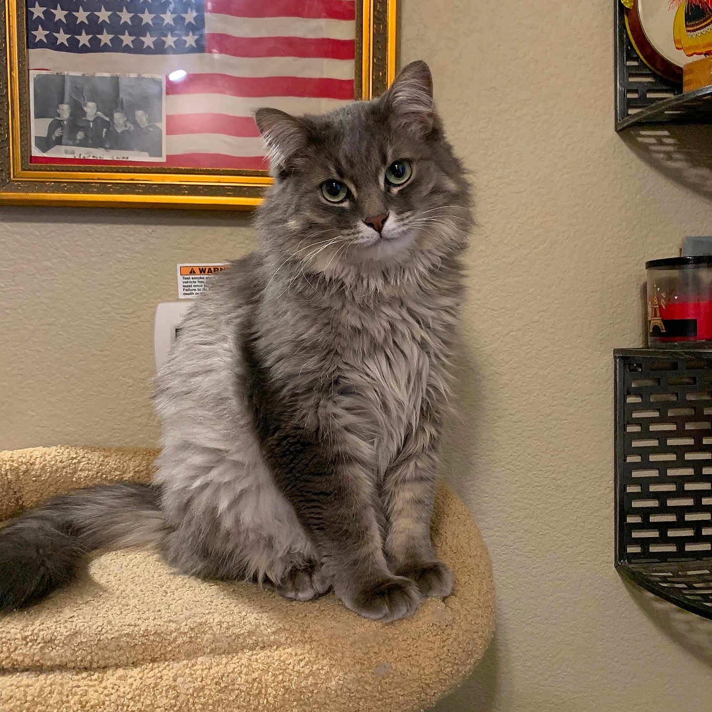 Zeuski joined the competition — help win amazing prizes! american_flag, animal, cat, cat_perch, cozy, curious, cute, decor, domestic, feline, fluffy_cat, framed_picture, furniture, gray_cat, indoor, looking_at_camera, pet, portrait, shelf, wall