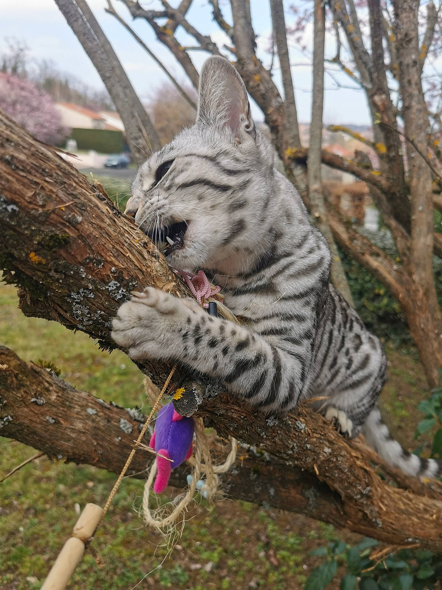 Russie a rejoint le concours — aidez-le/la à gagner de superbes lots ! big_cats, carnivore, cat, fawn, felidae, fur, grass, organism, plant, sky, small_to_medium_sized_cats, snout, tail, terrestrial_animal, tree, trunk, twig, whiskers, wood, woody_plant