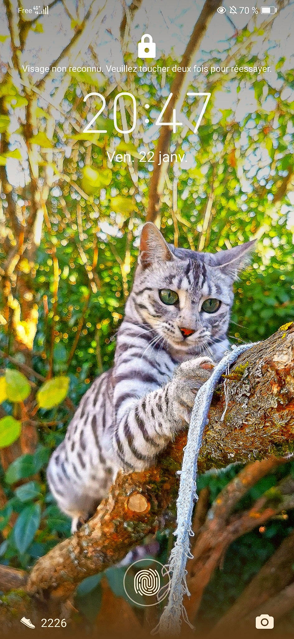 Russie participe au concours pour gagner de l'argent avec cette photo : branch, carnivore, cat, felidae, fur, grass, groundcover, jungle, plant, small_to_medium_sized_cats, snout, tail, terrestrial_animal, terrestrial_plant, tree, trunk, twig, whiskers, wildlife