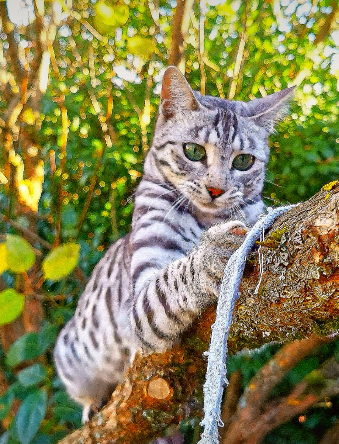 Russie participe au concours pour gagner de l'argent avec cette photo : biome, botany, branch, carnivore, cat, felidae, grass, groundcover, mammal, nature, organism, plant, small_to_medium_sized_cats, snout, tail, terrestrial_animal, terrestrial_plant, tree, vegetation, whiskers