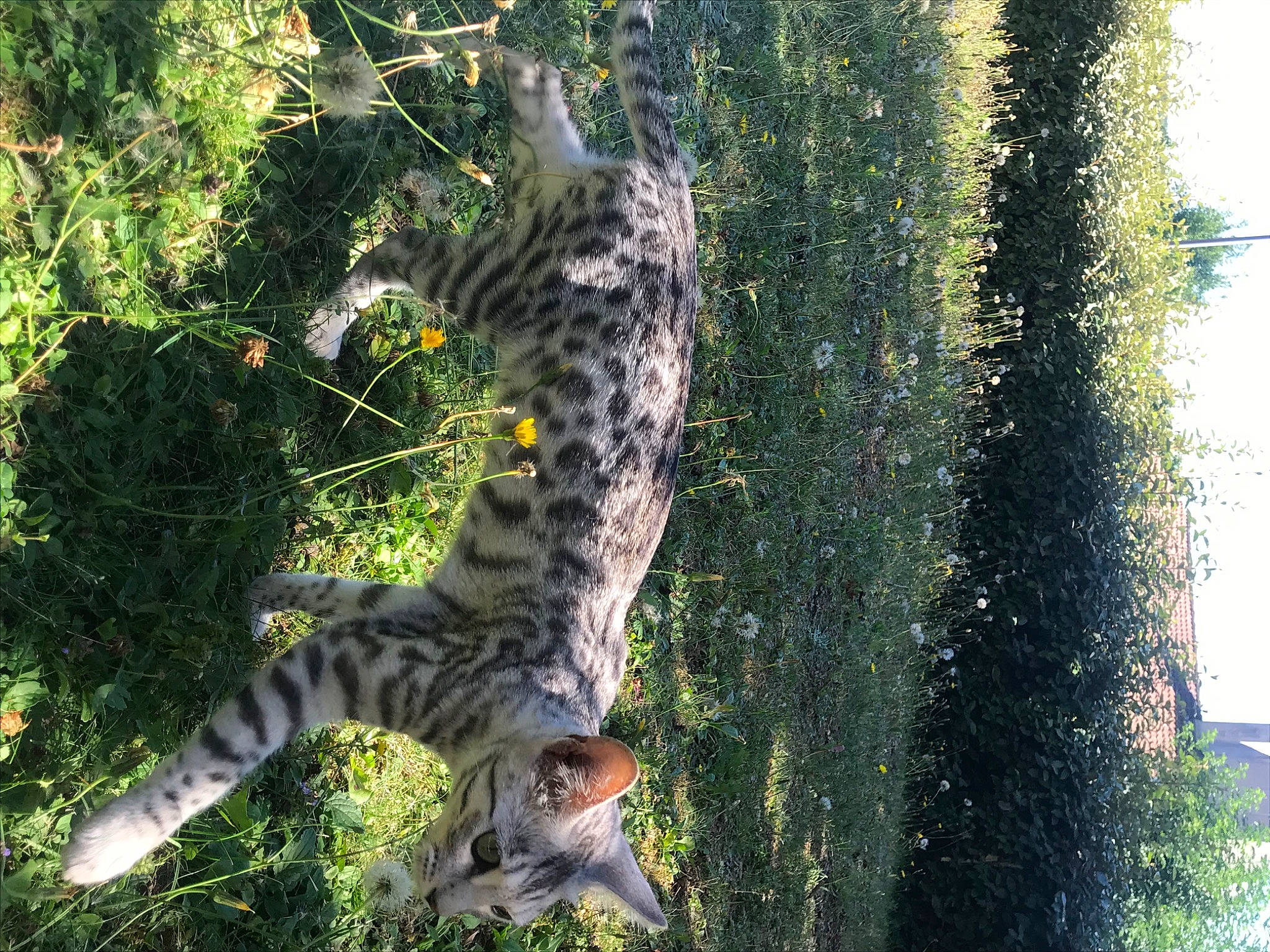 Russie participe au concours pour gagner de l'argent avec cette photo : big_cats, branch, carnivore, cat, felidae, grass, jaguar, leopard, mammal, organism, plant, small_to_medium_sized_cats, snout, snow_leopard, terrestrial_animal, tree, trunk, wild_cat, wildlife, zoo