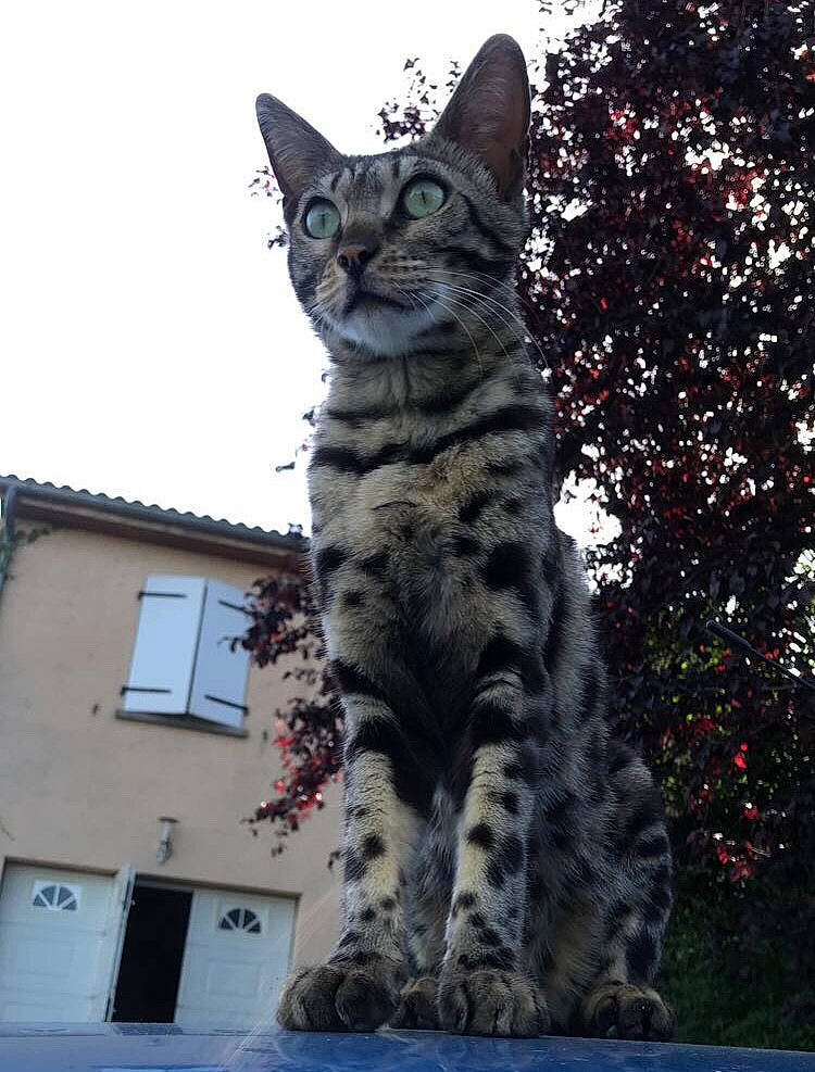 Alpha a rejoint le concours — aidez-le/la à gagner de superbes lots ! asian, bengal, california_spangled, carnivore, cat, domestic_short_haired_cat, dragon_li, egyptian_mau, european_shorthair, felidae, mammal, ocicat, savannah, small_to_medium_sized_cats, snout, tabby_cat, tree, vertebrate, whiskers, wildlife